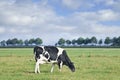 Grazing Holstein-Friesian cow in a green Dutch meadow.