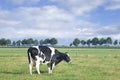 Grazing Holstein-Friesian cow in a green Dutch meadow.