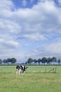 Grazing Holstein-Friesian cow in a green Dutch meadow.