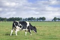 Grazing Holstein-Friesian cow in a green Dutch meadow.