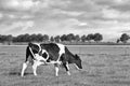 Grazing Holstein-Frisian cow in a meadow with dramatic clouds, The Netherlands