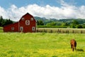 Grazing horse