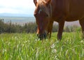 Grazing horse