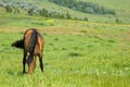 Grazing horse