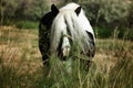 Grazing Horse