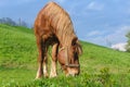 Grazing Horse with bridle on hillside