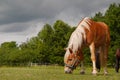 Grazing Horse Meadow Royalty Free Stock Photo