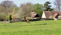 Grazing horse in an english meadow with farm in the background