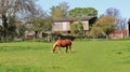 Grazing horse in an english meadow