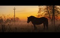 Grazing horse. Evening fog. Royalty Free Stock Photo