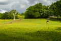 Grazing horse at farm