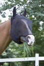 Grazing horse with fly mask Royalty Free Stock Photo