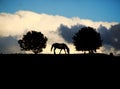 Grazing horse in front of the evening horizon Royalty Free Stock Photo