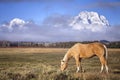 Grazing horse in the Grand Teton National Park, Wyoming, USA Royalty Free Stock Photo