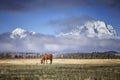 Grazing horse in the Grand Teton National Park, Wyoming, USA Royalty Free Stock Photo