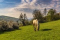 Grazing horse on a green grassy meadow in Carpathian mountains Royalty Free Stock Photo