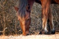 Grazing Horse