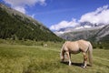 Grazing Horse Royalty Free Stock Photo