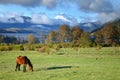 Grazing horse in Lanin National Park Royalty Free Stock Photo