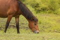 Grazing horse in the meadow Royalty Free Stock Photo