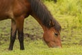 Grazing horse in the meadow Royalty Free Stock Photo