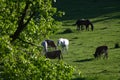 Grazing horse