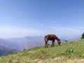 A grazing horse on the meadows of upper Himalayan region. Uttarakhand India