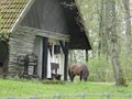 Grazing horse next to a lonely rural Polish cottage in forest Royalty Free Stock Photo