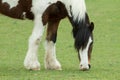 Grazing Horse, Ovingdean, East Sussex, UK