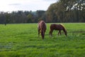 Grazing horse on pasture, mare with her foal Royalty Free Stock Photo