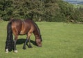 A grazing horse. Royalty Free Stock Photo
