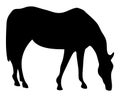 Grazing Horse Sillhouette