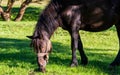 Grazing horse smells hes own excrement