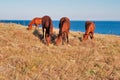 Grazing horses Royalty Free Stock Photo