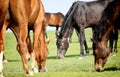 Grazing horses