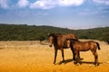 Grazing horses