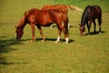 Grazing horses