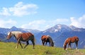 Grazing horses in alpine landscape Royalty Free Stock Photo