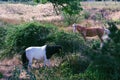 Grazing horses are a beautiful and picturesque sight.