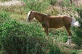 Grazing horses are a beautiful and picturesque sight.