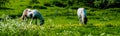 Grazing horses in a Bedfordshire field