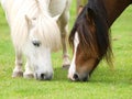 Grazing Horses Royalty Free Stock Photo