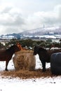 Grazing horses in the Cornish snow Royalty Free Stock Photo