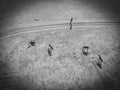 Grazing horses on a field road, photograph from a drone