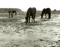 grazing horses on a free winter catwalk