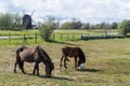 Grazing horses in a grassland with a windmill in the background