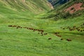 Grazing horses on green mountain valley. Blue sky. Nature landscape. Countryside landscape Royalty Free Stock Photo