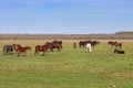 Grazing horses herd in a meadow grazing in horse farm Royalty Free Stock Photo