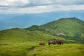 Grazing horses at high-land pasture at Carpathian Mountains. Royalty Free Stock Photo