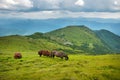 Grazing horses at high-land pasture at Carpathian Mountains. Royalty Free Stock Photo